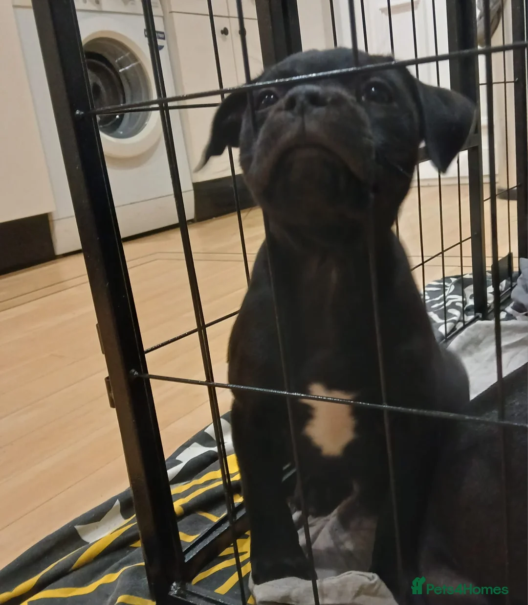 Staffordshire Bull Terrier dogs for sale: Stunning litter of black kc staffordshire bull's   - Advert 19