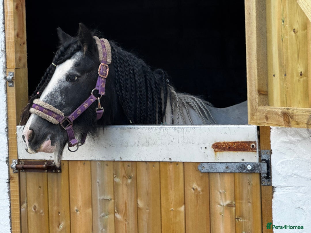 Irish Cob horses for sale: For sale 4 years mare - Image 15
