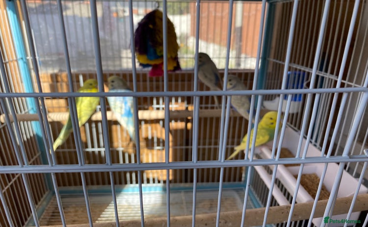 Budgerigars birds - Advert 4