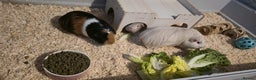 Guinea Pig rodents for sale: 3 Female Guinea Pigs For sale - Advert 4