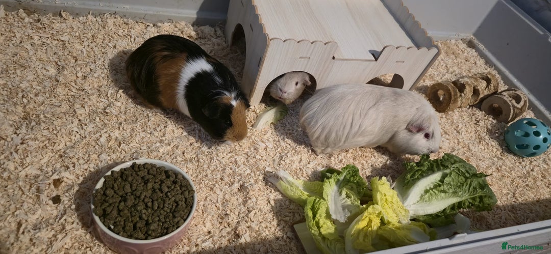 Guinea Pig rodents for sale: 3 Female Guinea Pigs For sale - Advert 4