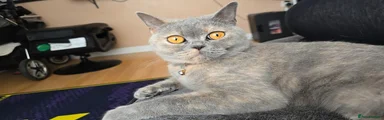 British Shorthair 1