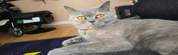 British Shorthair cats for sale: British shorthair - Advert 5