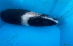 Guinea Pig rodents for sale: Female guinea pig  - Image 2