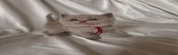 British Shorthair cats for sale: 9 Beautiful British Shorthairs - Advert 5