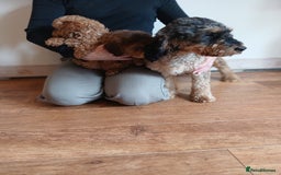 Cockapoo dogs for sale: Cockapoo puppies  - Image 15