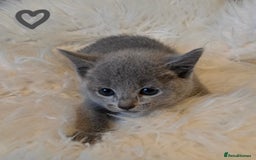 Russian Blue cats for sale: GCCF, CHAMPION SIRED RUSSIAN BLUE KITTENS - Advert 5