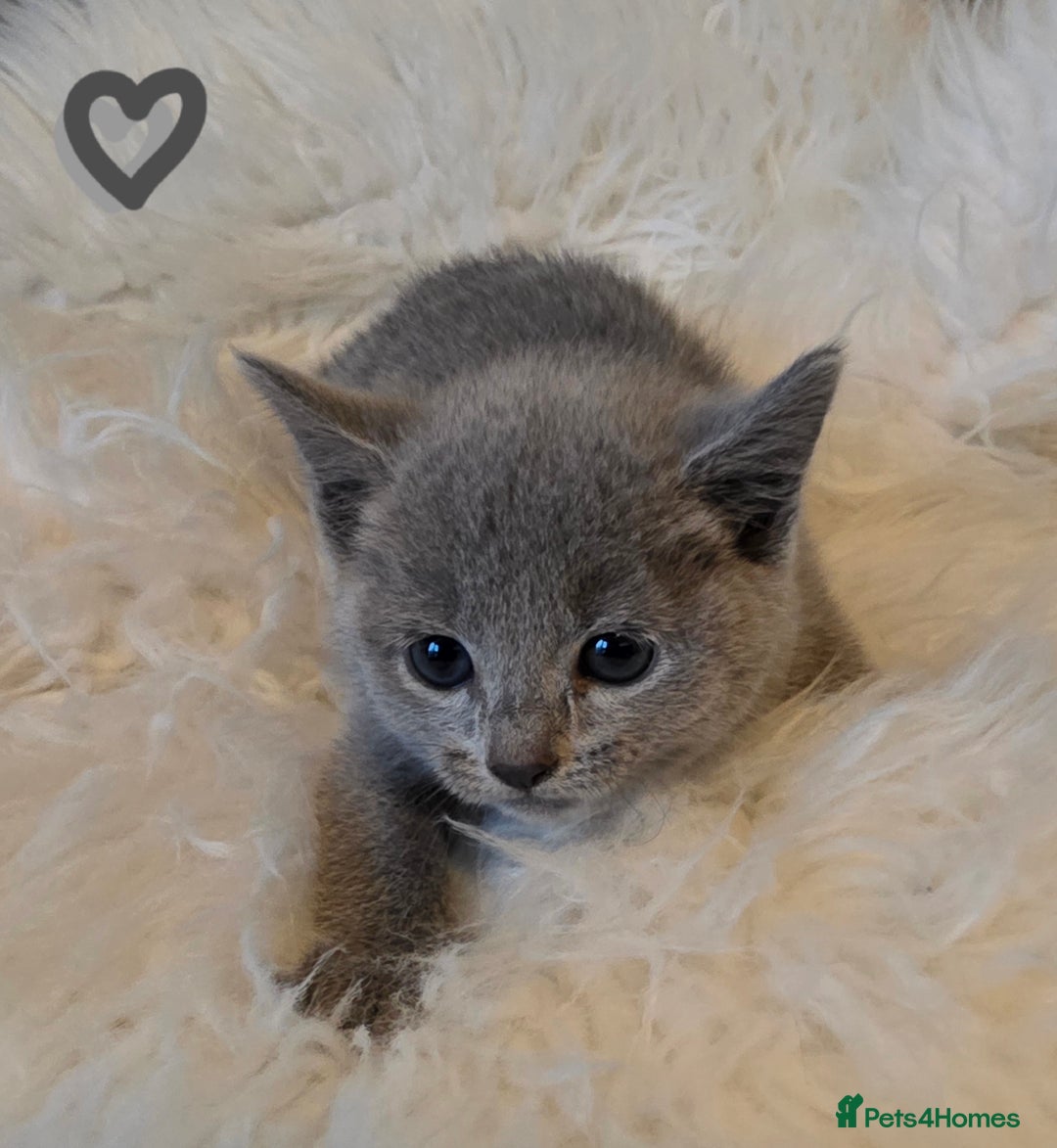 Russian Blue cats for sale: GCCF, CHAMPION SIRED RUSSIAN BLUE KITTENS - Advert 5
