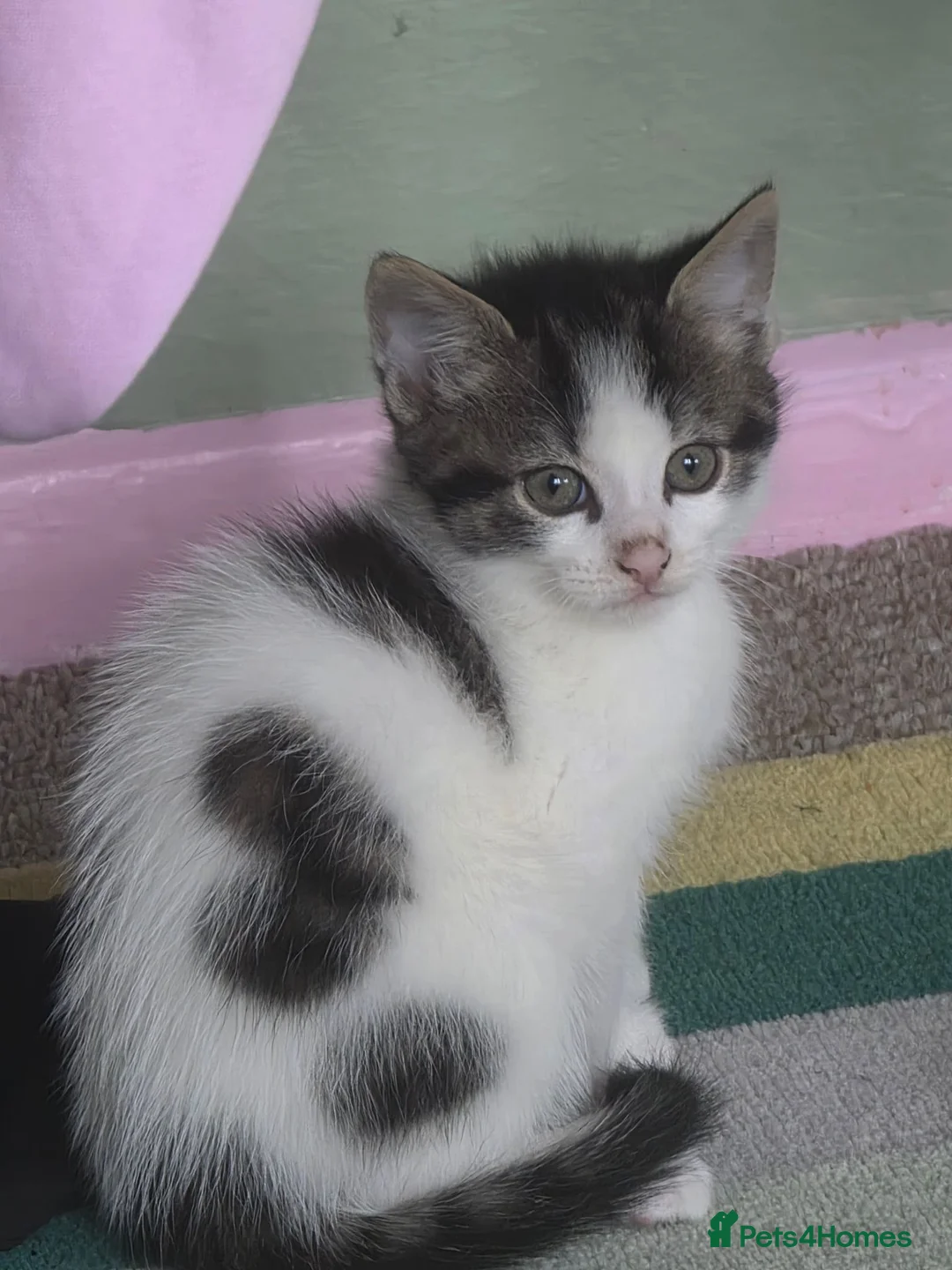 Bengal cats for sale: 3 beautiful kittens in Southampton - Advert 2