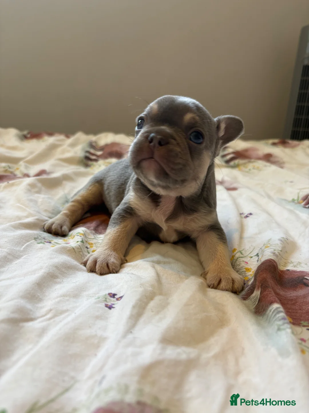 French Bulldog dogs for sale: KC Registered french bulldogs  - Advert 2