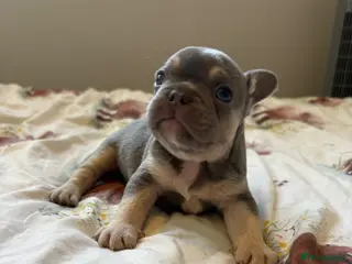French Bulldog dogs KC Registered french bulldogs - Advert 1
