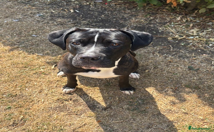 Cane Corso dogs - Advert 7