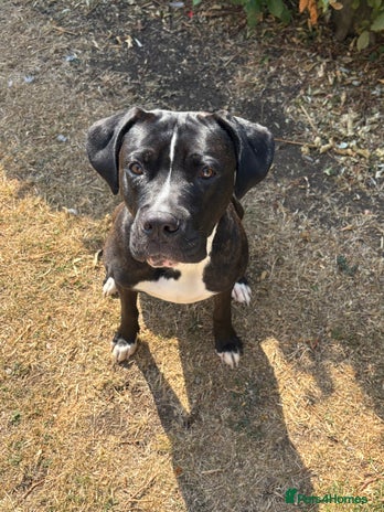 Cane Corso dogs - Advert 4