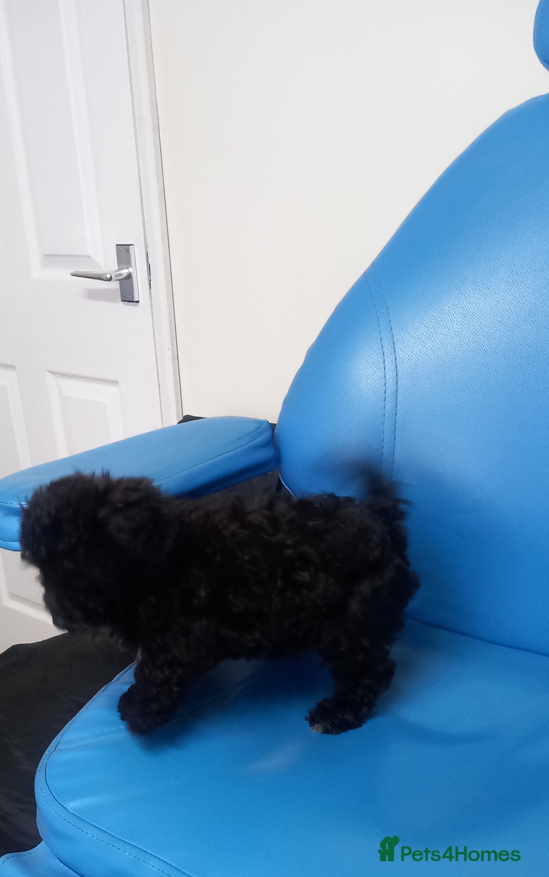 Cavapoo dogs for sale: 1 black male puppy ready to leave now - Advert 5