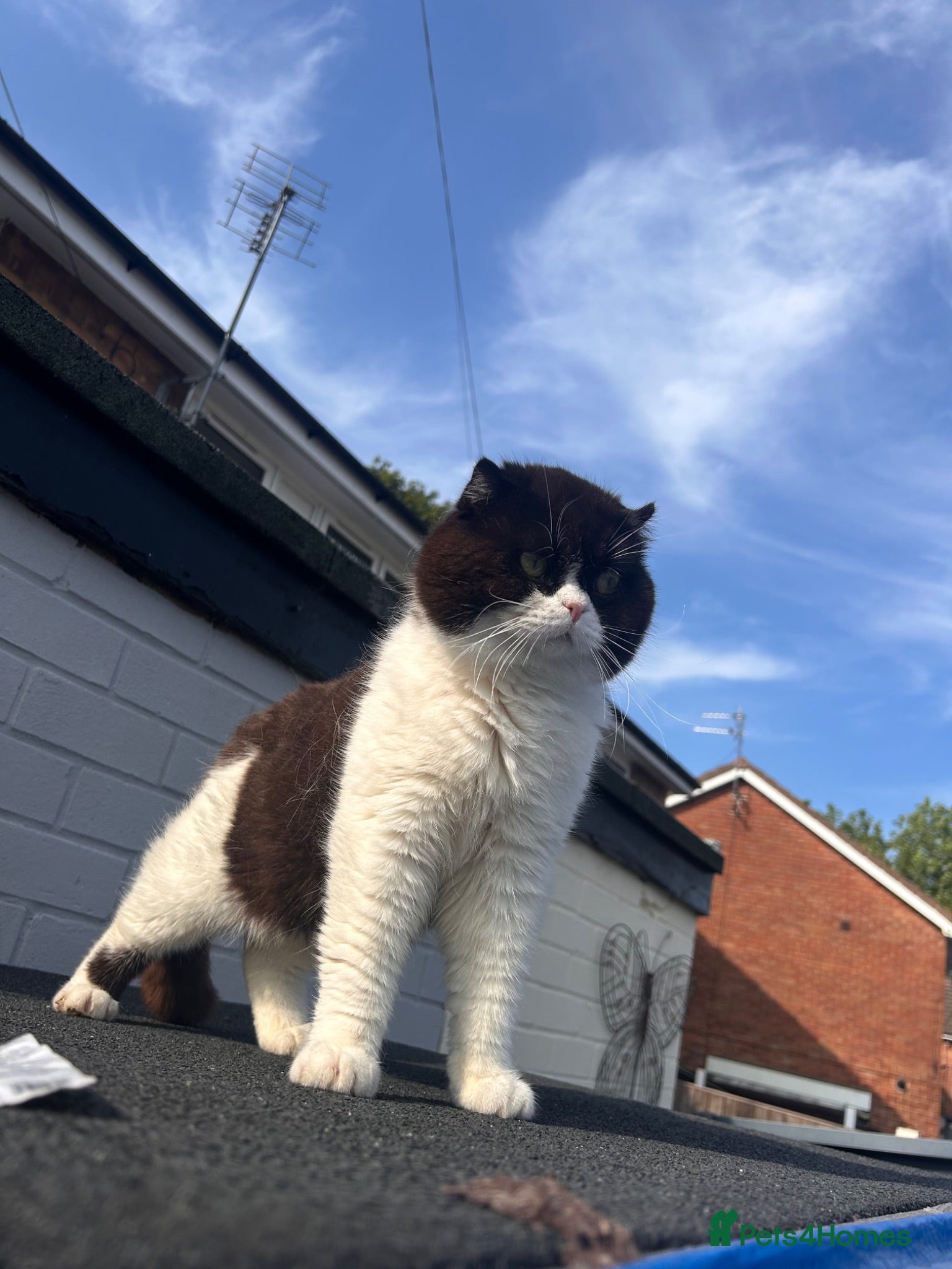 Scottish Fold cats BICOLOUR SCOTTISH FOLD FOR STUD🖤 - Advert 7