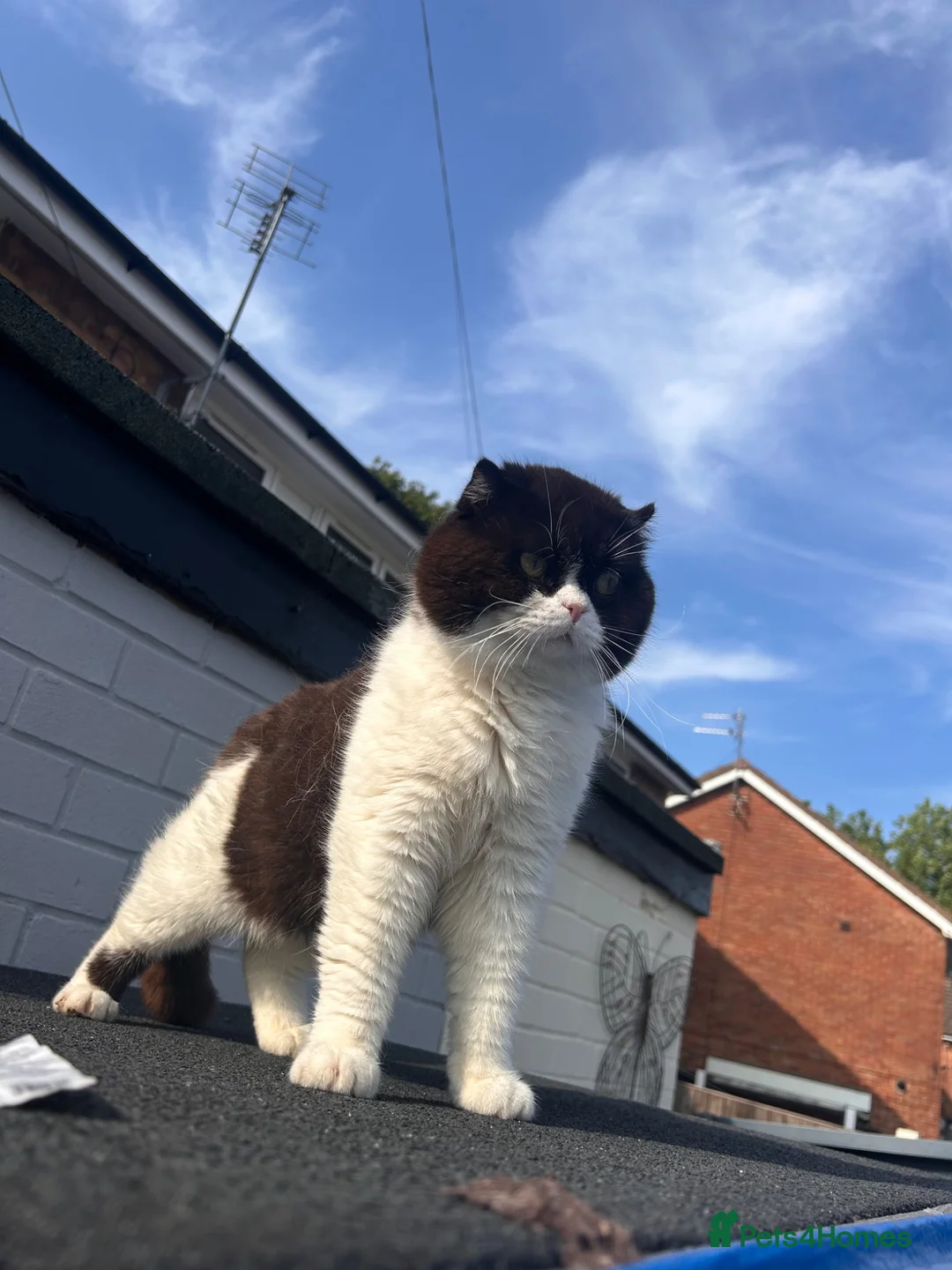 Scottish Fold cats for stud: BICOLOUR SCOTTISH FOLD FOR STUD🖤 in Manchester - Advert 1