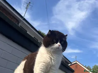 Scottish Fold cats BICOLOUR SCOTTISH FOLD FOR STUD🖤 - Advert 1