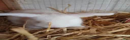 Mini Lop rabbits for sale: Beautiful MiniLop Bunnies - Advert 5