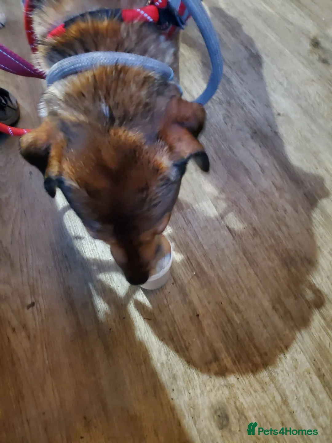 Mixed Breed dogs for adoption: Meet Nell, currently residing in Yorkshire  - Advert 10