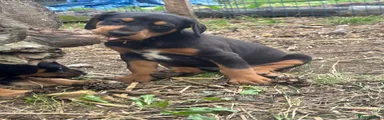 Mixed Breed 2