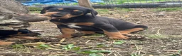 Mixed Breed dogs for sale: Doberman x lurcher puppies - Advert 25