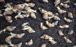 Snails invertebrates for sale: Achatina fulica sp. Jadatzi snails pairs only  - Image 1
