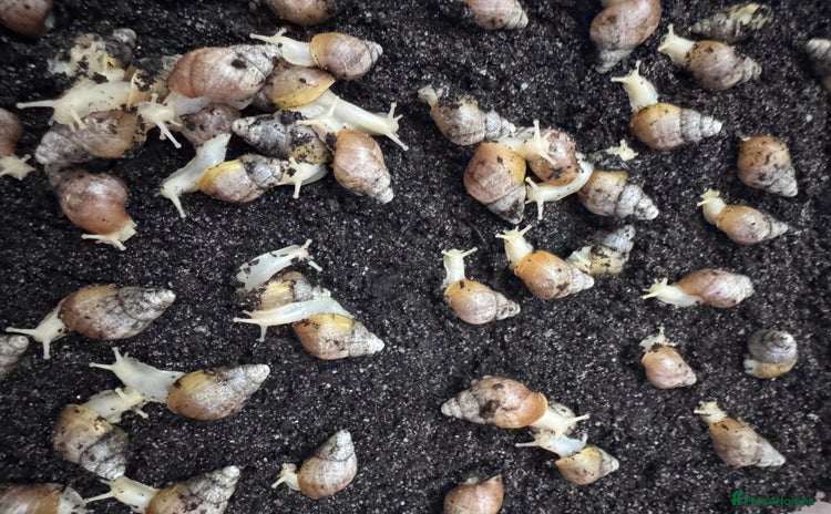 Snails invertebrates - Advert 2