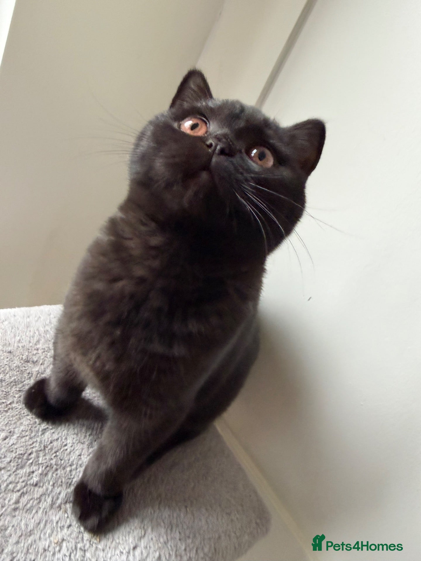 British Shorthair cats for sale: *REDUCED & ONLY 2 LEFT* British Shorthair Kittens  - Advert 1