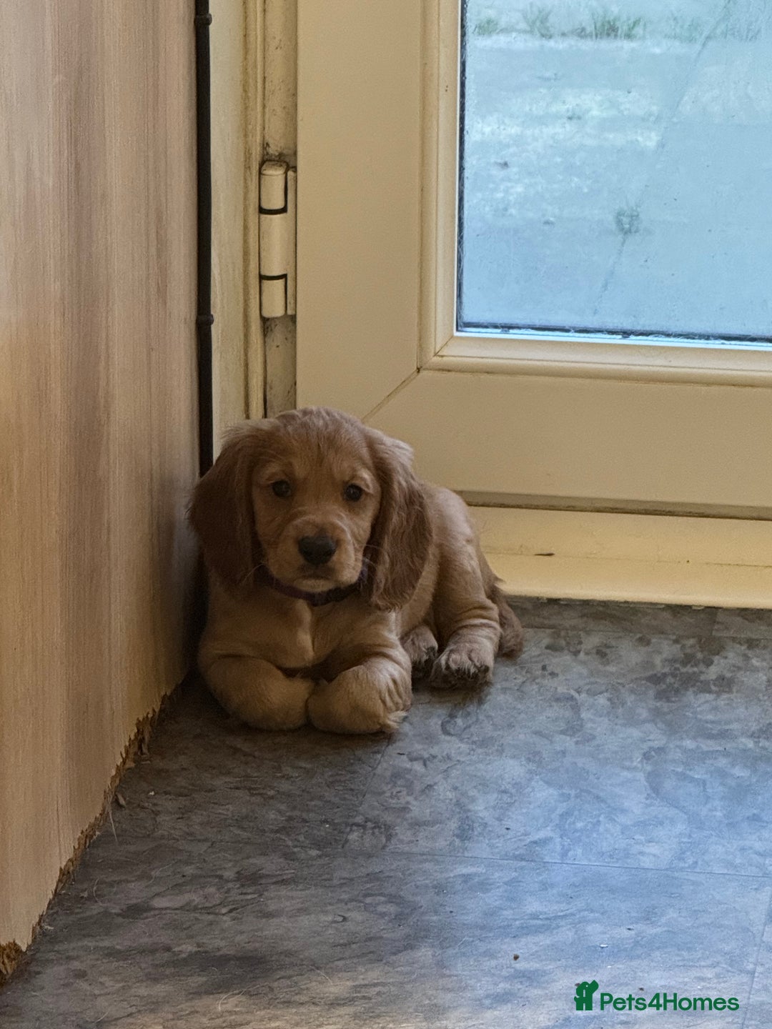 Cocker Spaniel dogs for sale: Cocker spaniel puppies  - Advert 3