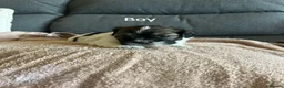 Shih Tzu dogs for sale: These 4 bundles of joy are so cute and cuddly  in Maidstone - Advert 5