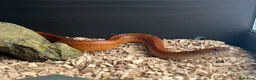 Corn Snake reptiles for sale: Hypo blood red corn snake female in Plymouth - Advert 1