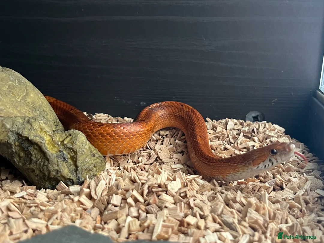 Corn Snake reptiles for sale: Hypo blood red corn snake female in Plymouth - Advert 1