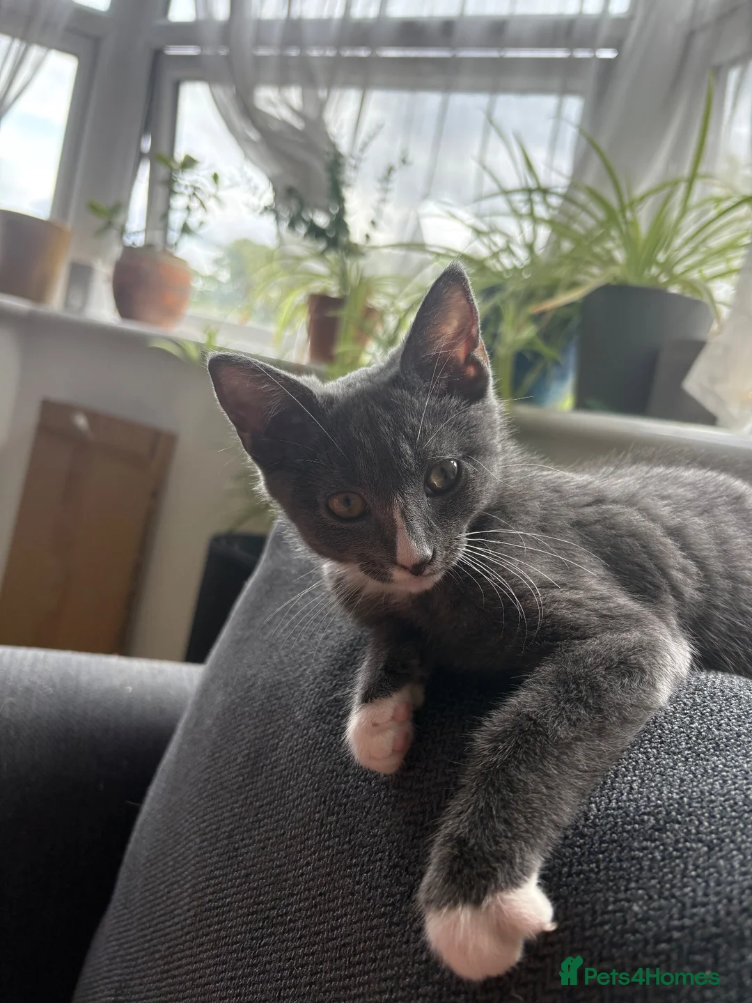 Mixed Breed cats for sale: Grey and white kitten  in London - Advert 2