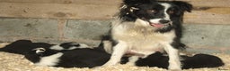 Border Collie dogs for sale: Border Collie puppies  - Advert 2