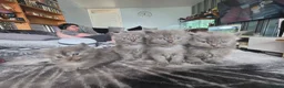 Persian cats for sale: 5 amazing persian kittens ready soon - Advert 26