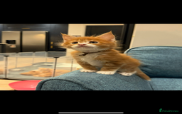 Maine Coon cats for sale: Maine Coon Kittens - Image 23