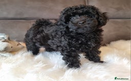 Cockapoo dogs for sale: Adorable best friend pups, sold fully vaccinated - Advert 1
