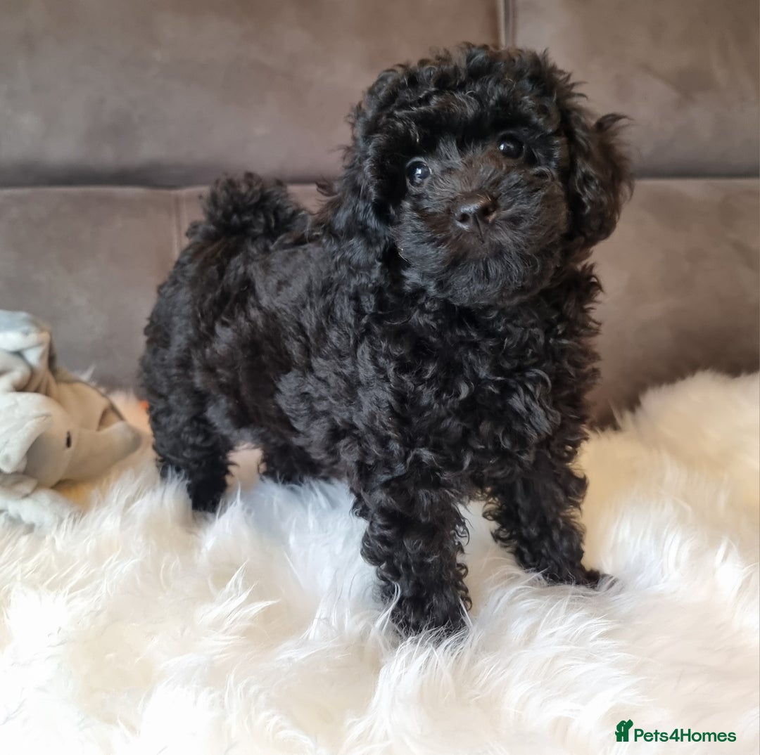 Cockapoo dogs for sale: Adorable best friend pups, sold fully vaccinated - Advert 1