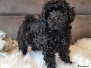 Cockapoo dogs - Advert 21