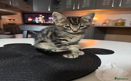 British Shorthair cats for sale: Playful kittens - Image 5