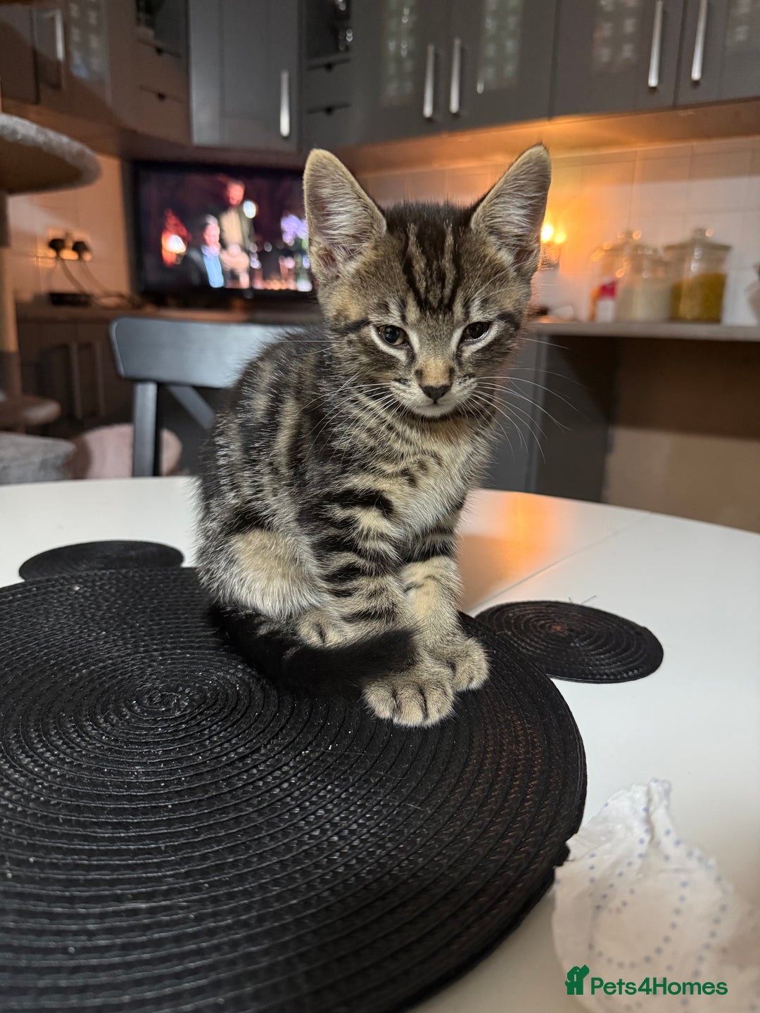 British Shorthair cats for sale: Playful kittens - Image 5