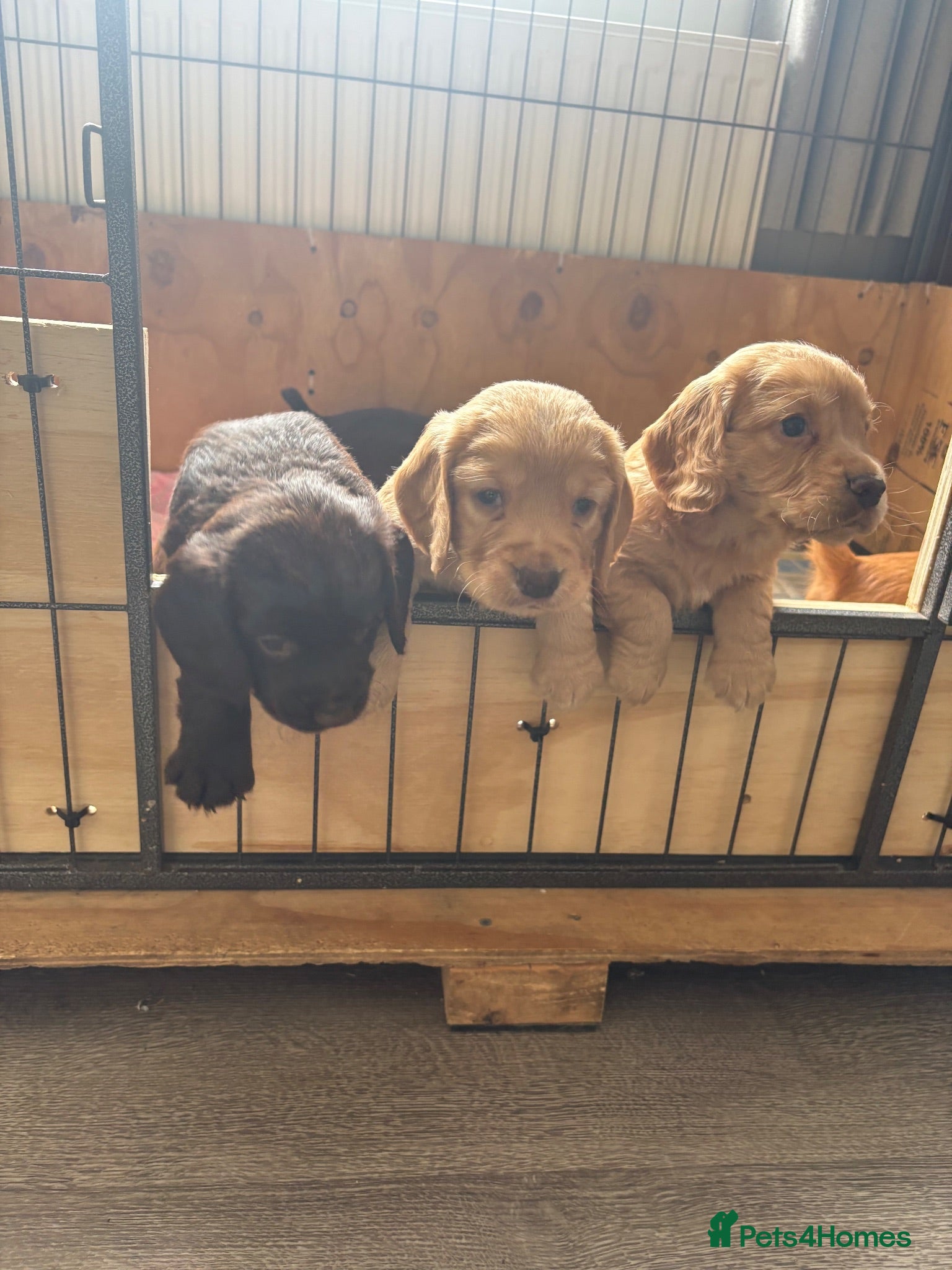 Cocker Spaniel dogs Kc registered working cocker spaniels - Advert 2