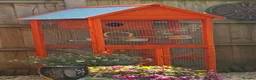 Budgerigars birds for sale: Full set up  in Bristol - Advert 2