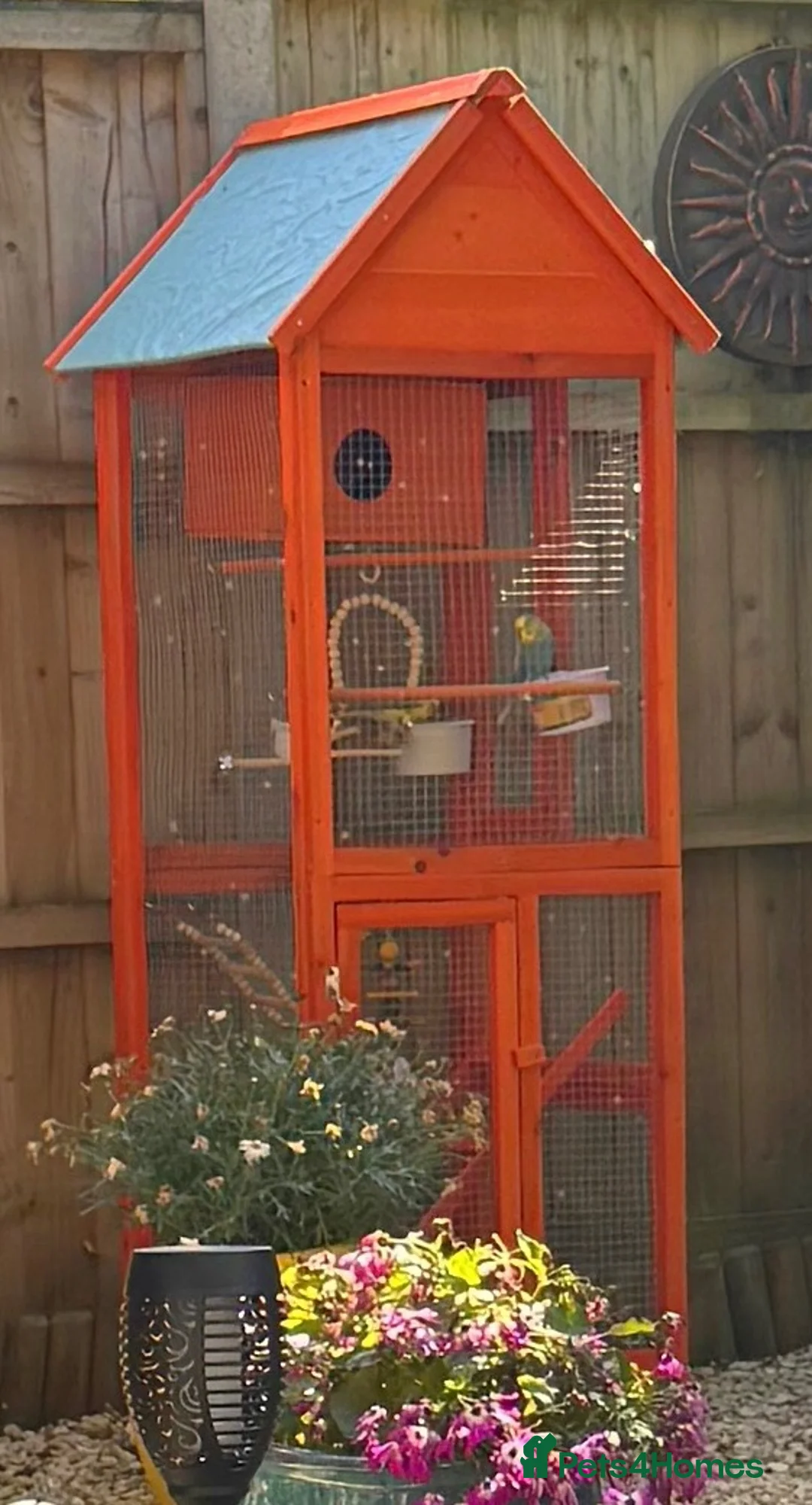 Budgerigars birds for sale: Full set up  in Bristol - Advert 2