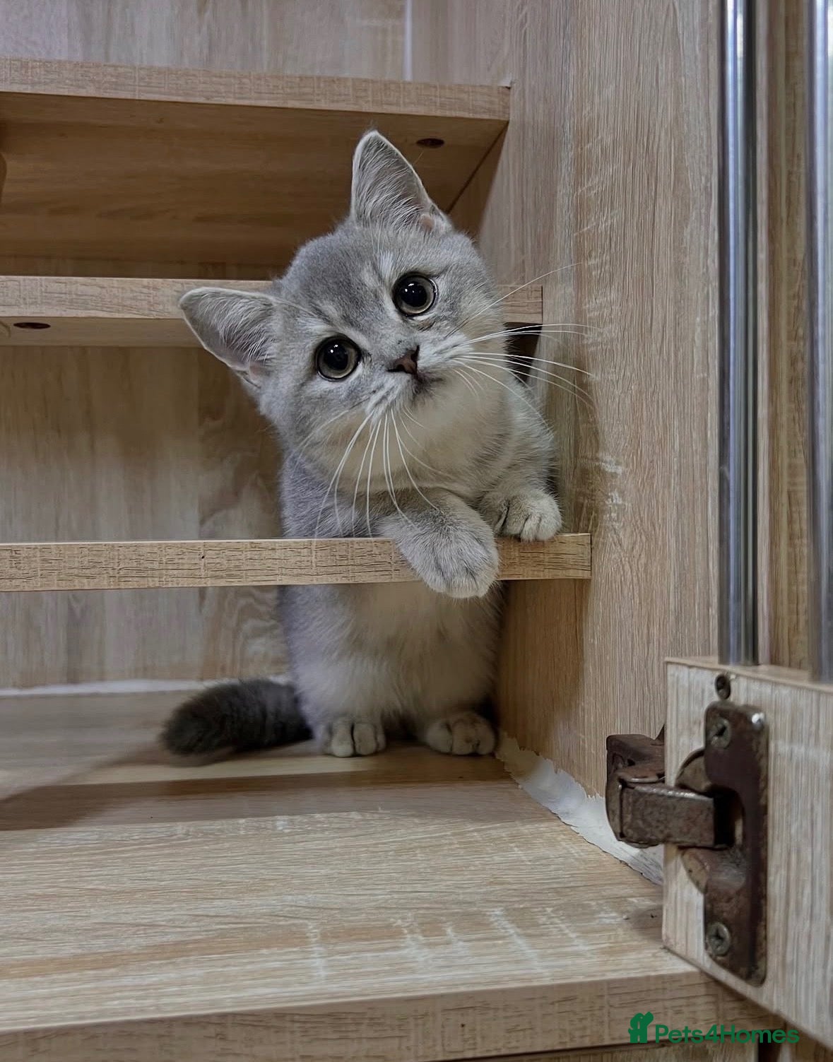 British Shorthair cats for sale: Blue Silver Shaded British Shorthair Kittens  - Advert 2