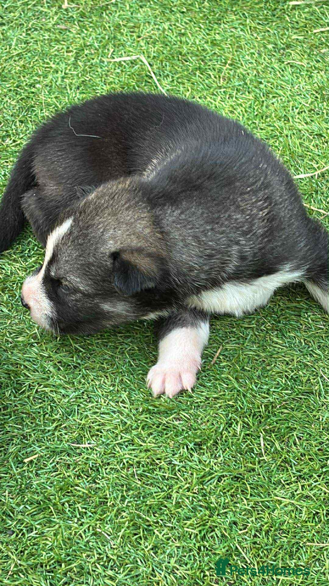 Siberian Husky dogs for sale: husky - Image 1