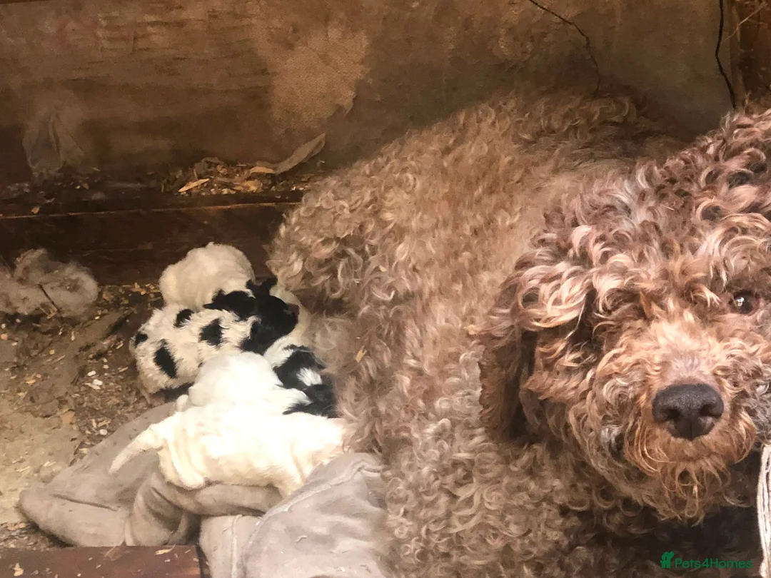 Mixed Breed dogs for sale: Romagnolo Lagotto cross bichon  - Advert 8