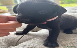 Labrador Retriever dogs for sale: Stunning homebred labs - Image 4
