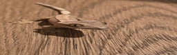 Gecko reptiles for sale: Baby crested geckos - Advert 1
