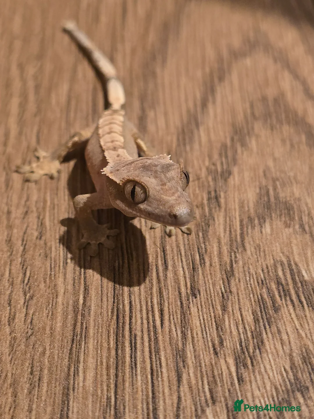 Gecko reptiles for sale: Baby crested geckos - Advert 1